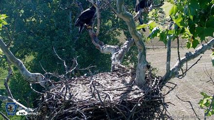 PA Farm Country Eagles Live Cams - Jun 4, 2026, 8:37am EDT
