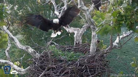 PA Farm Country Eagles Live Cams - Aug 29, 2026, 6:49am EDT