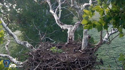 PA Farm Country Eagles Live Cams - Aug 9, 2026, 7:04am EDT
