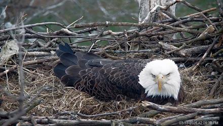 PA Farm Country Eagles Live Cams - Mar 13, 2026, 12:10pm EDT