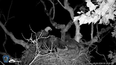 PA Farm Country Eagles Live Cams - Jun 9, 2026, 9:15pm EDT