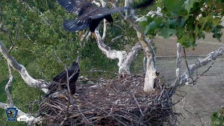 PA Farm Country Eagles Live Cams - Jun 1, 2026, 7:48pm EDT