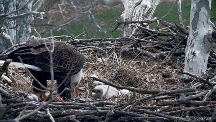 PA Farm Country Eagles Live Cams - Mar 26, 2026, 10:24am EDT