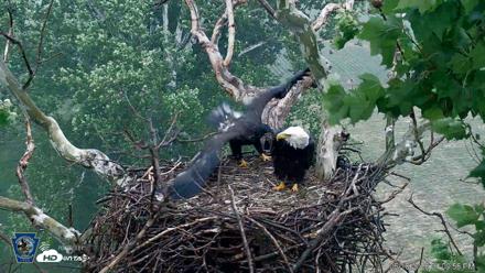 PA Farm Country Eagles Live Cams - Jun 10, 2026, 4:10pm EDT