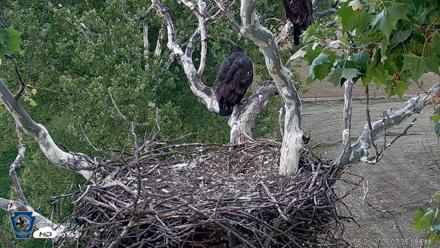 PA Farm Country Eagles Live Cams - Jun 1, 2026, 7:37pm EDT