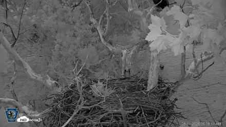 PA Farm Country Eagles Live Cams - Aug 11, 2026, 6:08am EDT