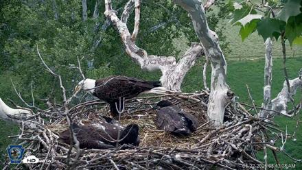 PA Farm Country Eagles Live Cams - May 22, 2026, 8:44am EDT