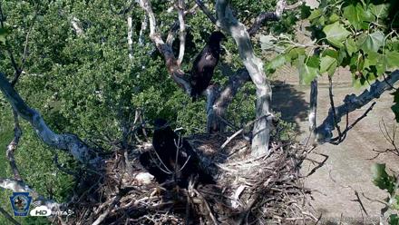 PA Farm Country Eagles Live Cams - Jun 4, 2026, 6:06pm EDT