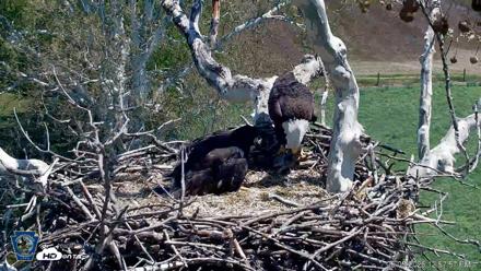 PA Farm Country Eagles Live Cams - May 5, 2026, 1:00pm EDT