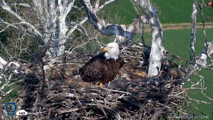 PA Farm Country Eagles Live Cams - Apr 14, 2026, 5:03pm EDT