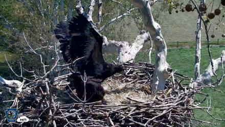 PA Farm Country Eagles Live Cams - May 4, 2026, 12:41pm EDT