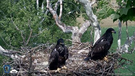 PA Farm Country Eagles Live Cams - May 26, 2026, 4:33pm EDT