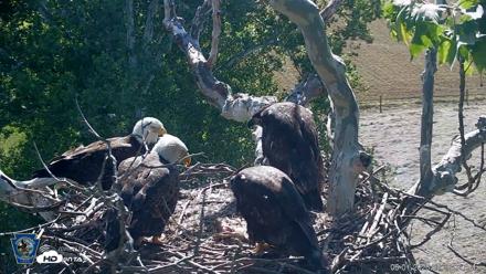 PA Farm Country Eagles Live Cams - Jun 1, 2026, 9:26am EDT