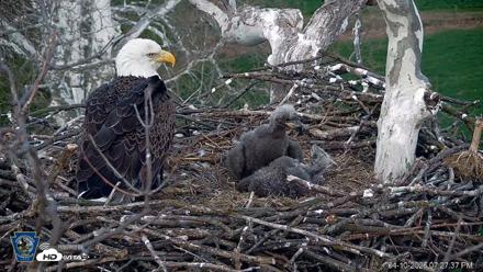 PA Farm Country Eagles Live Cams - Apr 10, 2026, 7:28pm EDT