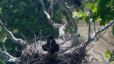 PA Farm Country Eagles Live Cams - Jun 5, 2026, 10:22am EDT