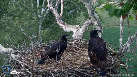 PA Farm Country Eagles Live Cams - May 20, 2026, 5:58pm EDT