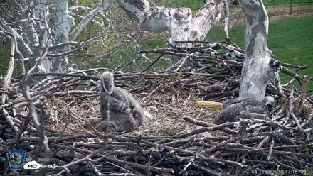 PA Farm Country Eagles Live Cams - Apr 11, 2026, 10:48am EDT