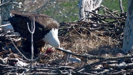 PA Farm Country Eagles Live Cams - Mar 24, 2026, 11:17am EDT