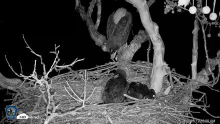 PA Farm Country Eagles Live Cams - May 5, 2026, 12:33am EDT