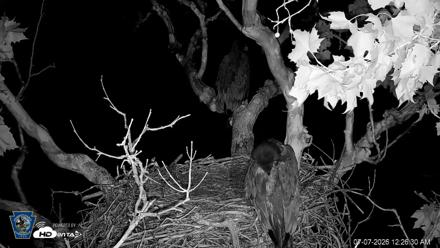 PA Farm Country Eagles Live Cams - Jul 7, 2026, 12:27am EDT