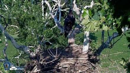 PA Farm Country Eagles Live Cams - Jul 13, 2026, 5:58pm EDT