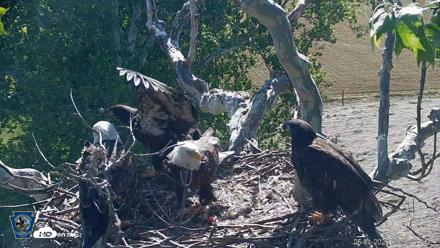 PA Farm Country Eagles Live Cams - Jun 1, 2026, 9:33am EDT