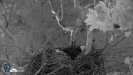 PA Farm Country Eagles Live Cams - Jul 23, 2026, 5:46am EDT