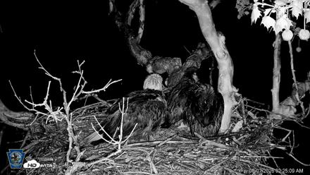 PA Farm Country Eagles Live Cams - May 7, 2026, 2:26am EDT