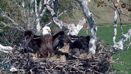 PA Farm Country Eagles Live Cams - May 4, 2026, 3:56pm EDT