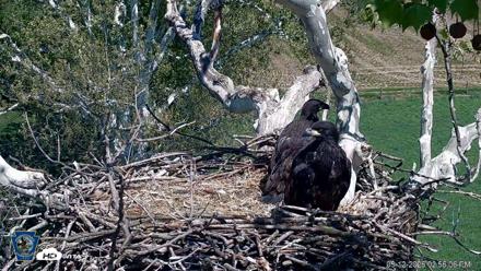 PA Farm Country Eagles Live Cams - May 12, 2026, 2:57pm EDT