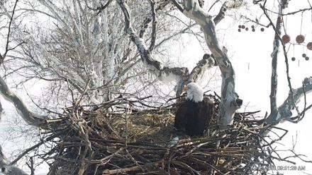 PA Farm Country Eagles Live Cams - Feb 3, 2026, 9:52am EST