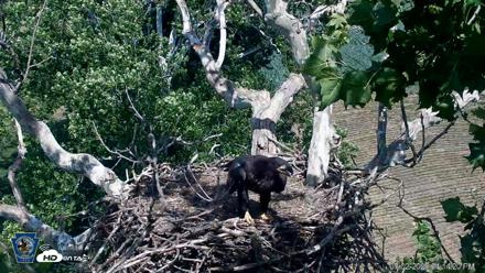 PA Farm Country Eagles Live Cams - Jul 2, 2026, 4:15pm EDT