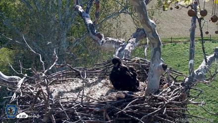 PA Farm Country Eagles Live Cams - May 5, 2026, 9:32am EDT