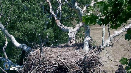 PA Farm Country Eagles Live Cams - Jun 6, 2026, 2:11pm EDT