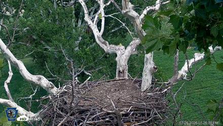 PA Farm Country Eagles Live Cams - Jul 26, 2026, 3:27pm EDT