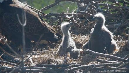 PA Farm Country Eagles Live Cams - Apr 6, 2026, 9:37am EDT