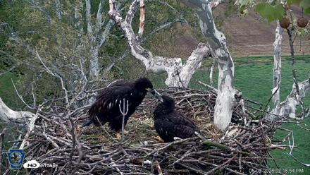 PA Farm Country Eagles Live Cams - May 9, 2026, 2:17pm EDT