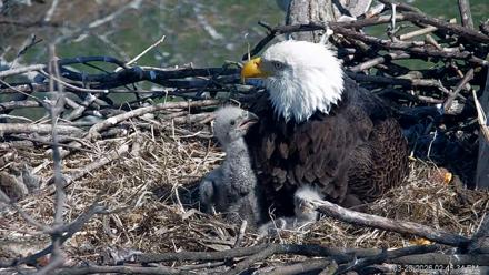 PA Farm Country Eagles Live Cams - Mar 29, 2026, 2:46pm EDT