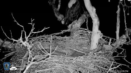 PA Farm Country Eagles Live Cams - Apr 14, 2026, 9:28pm EDT
