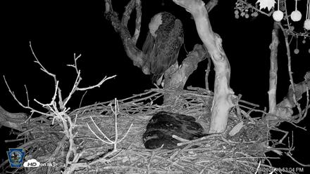 PA Farm Country Eagles Live Cams - May 1, 2026, 10:53pm EDT
