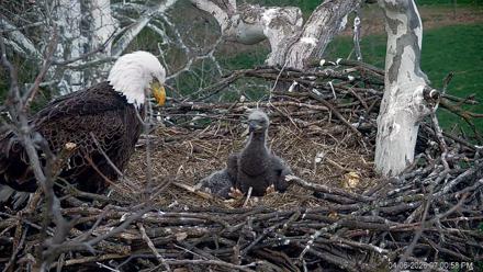 PA Farm Country Eagles Live Cams - Apr 6, 2026, 7:02pm EDT