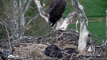 PA Farm Country Eagles Live Cams - Apr 29, 2026, 8:07am EDT