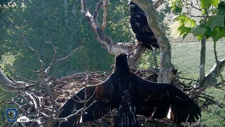 PA Farm Country Eagles Live Cams - May 26, 2026, 7:54am EDT