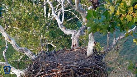 PA Farm Country Eagles Live Cams - Jul 8, 2026, 7:59pm EDT