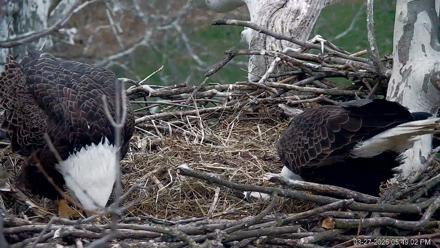 PA Farm Country Eagles Live Cams - Mar 27, 2026, 5:49pm EDT