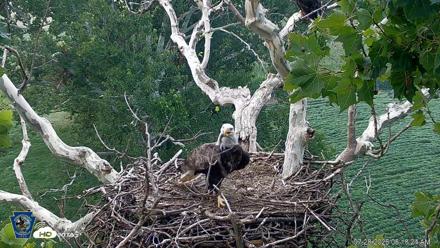 PA Farm Country Eagles Live Cams - Jul 28, 2026, 6:19am EDT