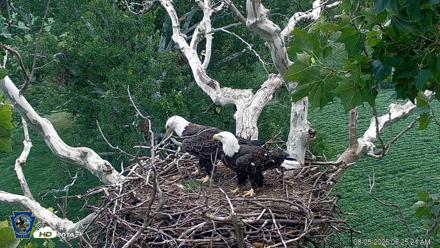 PA Farm Country Eagles Live Cams - Aug 5, 2026, 6:26am EDT