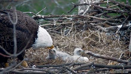 PA Farm Country Eagles Live Cams - Mar 30, 2026, 9:55am EDT