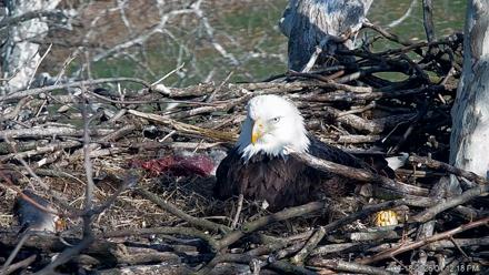 PA Farm Country Eagles Live Cams - Mar 18, 2026, 4:13pm EDT