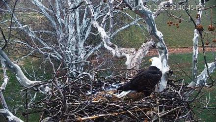 PA Farm Country Eagles Live Cams - Dec 23, 2025, 3:41pm EST
